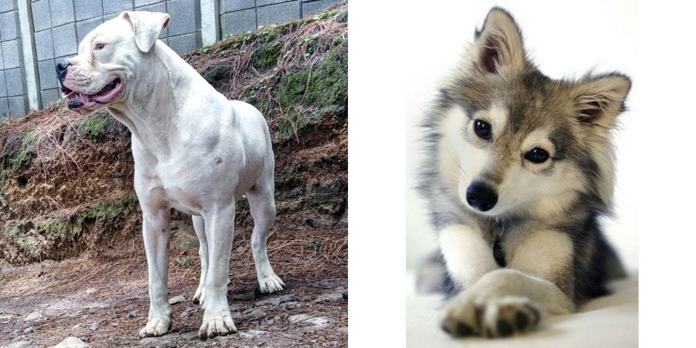 Miniature Siberian Husky vs Dogo Guatemalteco - Breed Comparison