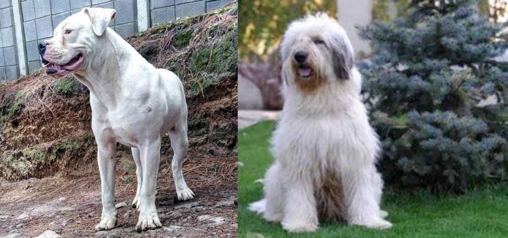 Mioritic Sheepdog vs Dogo Guatemalteco - Breed Comparison