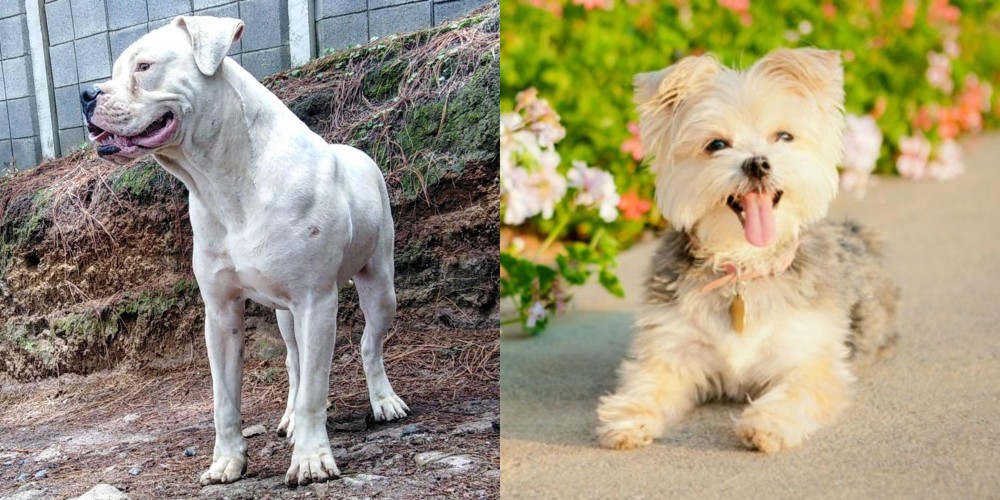 Morkie vs Dogo Guatemalteco - Breed Comparison