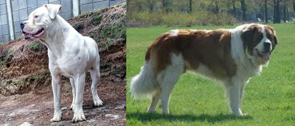Moscow Watchdog vs Dogo Guatemalteco - Breed Comparison