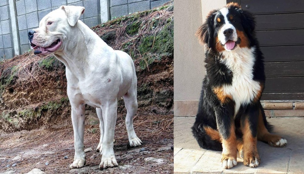 Mountain Burmese vs Dogo Guatemalteco - Breed Comparison