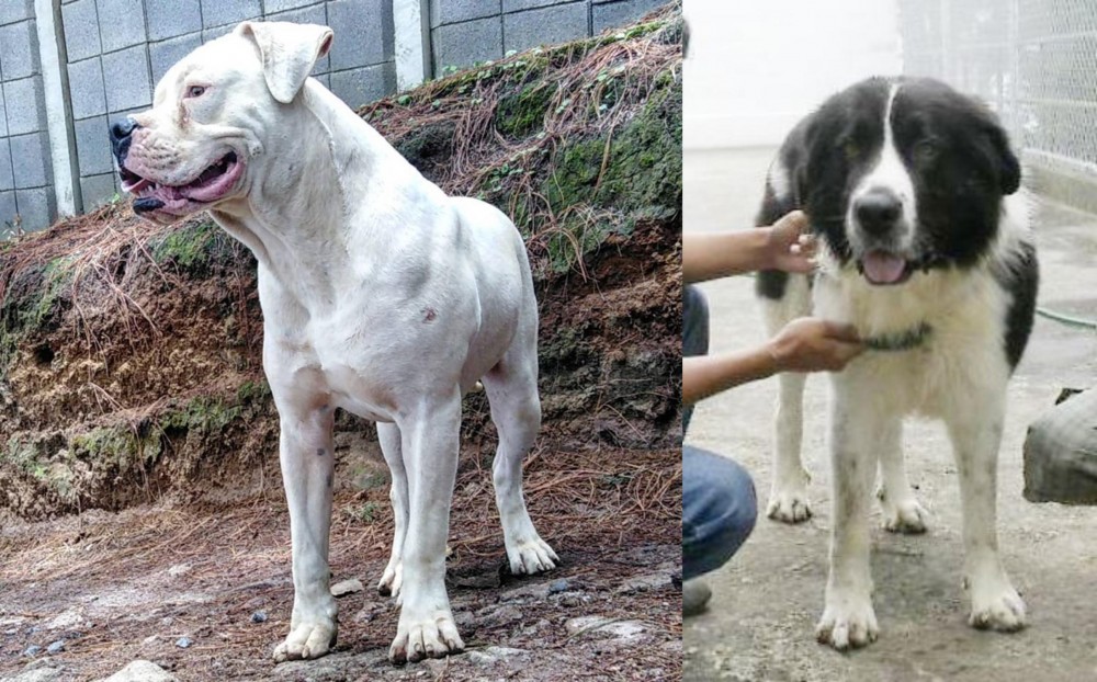 Mucuchies vs Dogo Guatemalteco - Breed Comparison