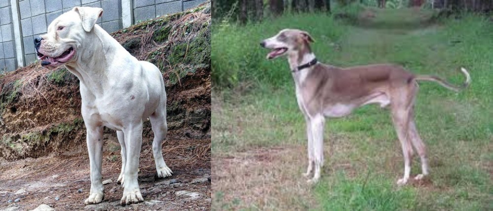 Mudhol Hound vs Dogo Guatemalteco - Breed Comparison