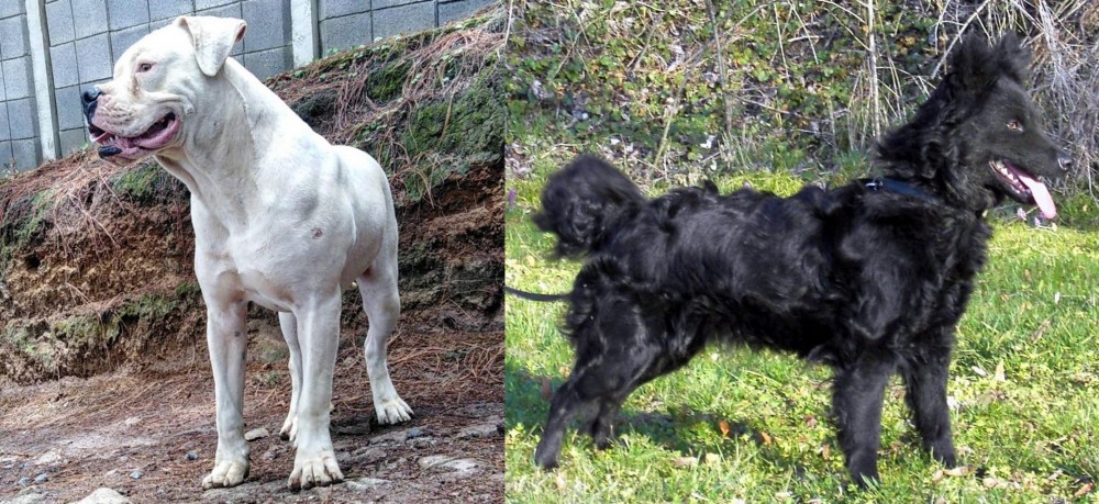 Mudi vs Dogo Guatemalteco - Breed Comparison