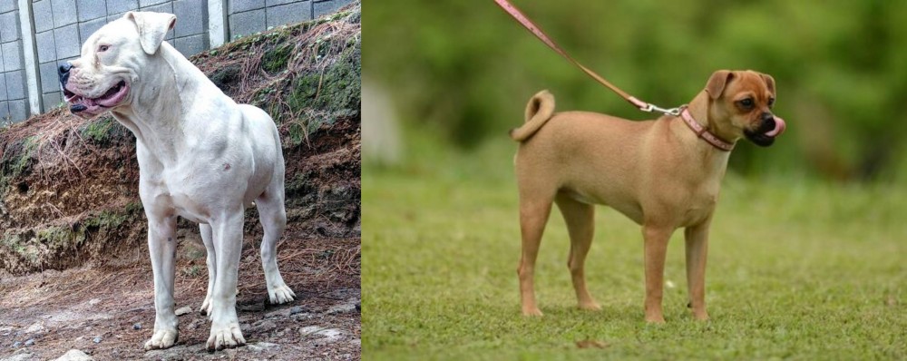 Muggin vs Dogo Guatemalteco - Breed Comparison