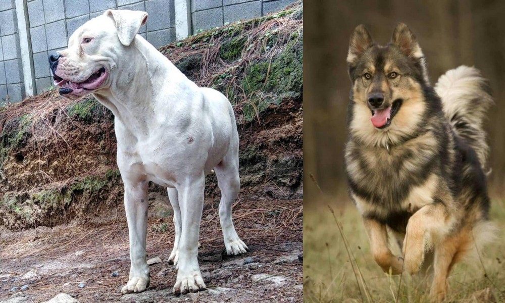 Native American Indian Dog vs Dogo Guatemalteco - Breed Comparison