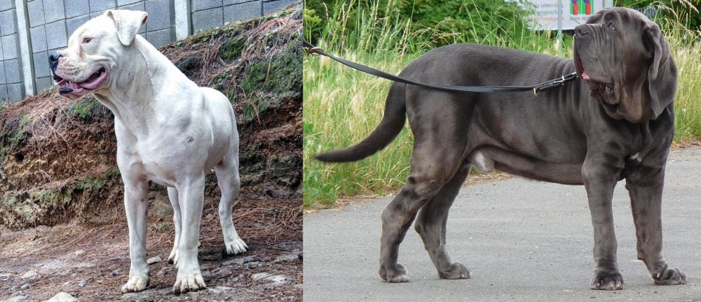Neapolitan Mastiff vs Dogo Guatemalteco - Breed Comparison