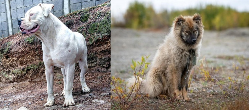 Nenets Herding Laika vs Dogo Guatemalteco - Breed Comparison