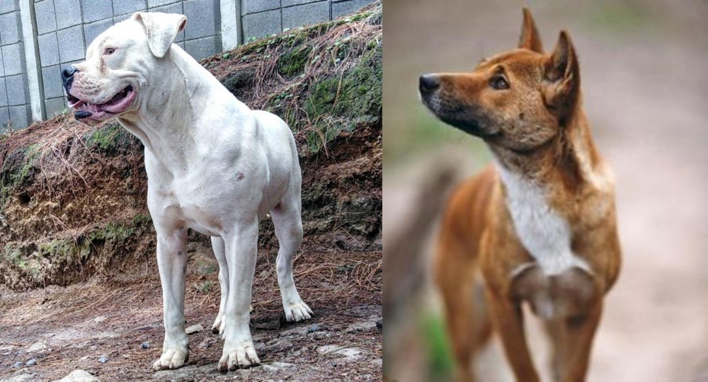 New Guinea Singing Dog vs Dogo Guatemalteco - Breed Comparison