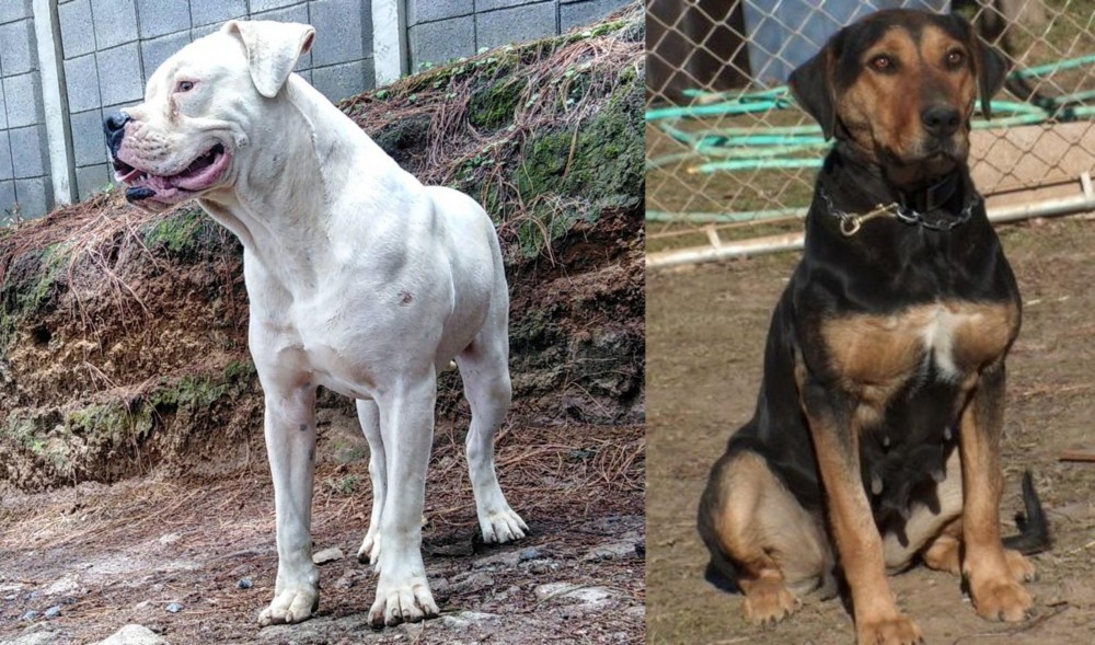 New Zealand Huntaway vs Dogo Guatemalteco - Breed Comparison