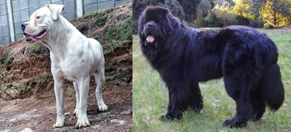 Newfoundland Dog vs Dogo Guatemalteco - Breed Comparison