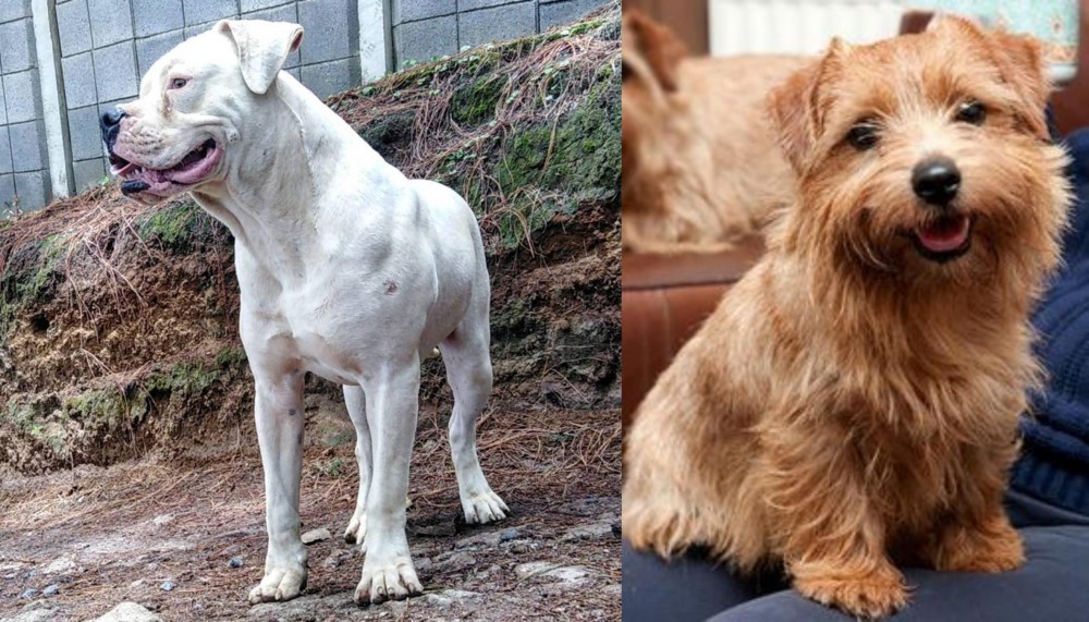 Norfolk Terrier vs Dogo Guatemalteco - Breed Comparison