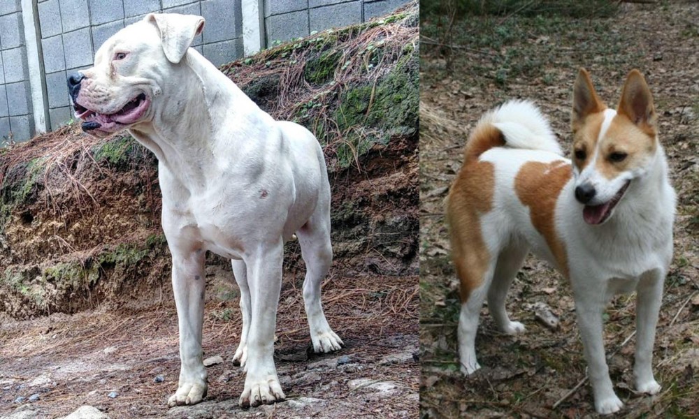 Norrbottenspets vs Dogo Guatemalteco - Breed Comparison