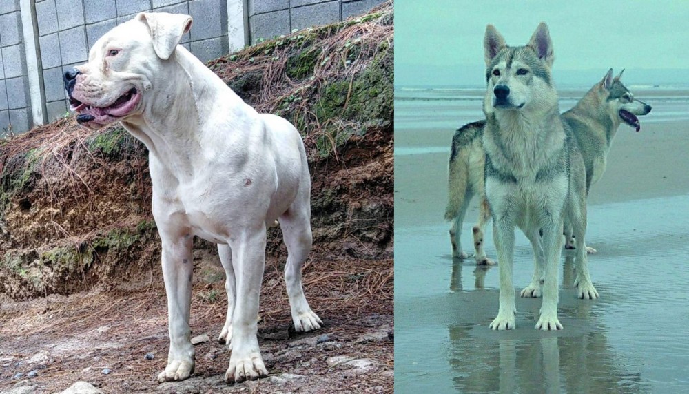 Northern Inuit Dog vs Dogo Guatemalteco - Breed Comparison