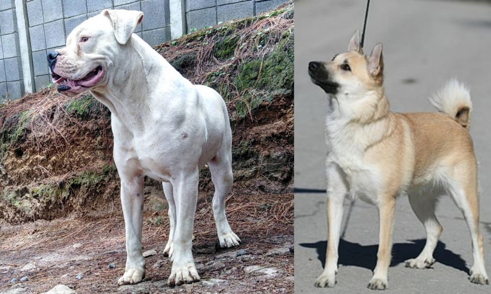Norwegian Buhund vs Dogo Guatemalteco - Breed Comparison