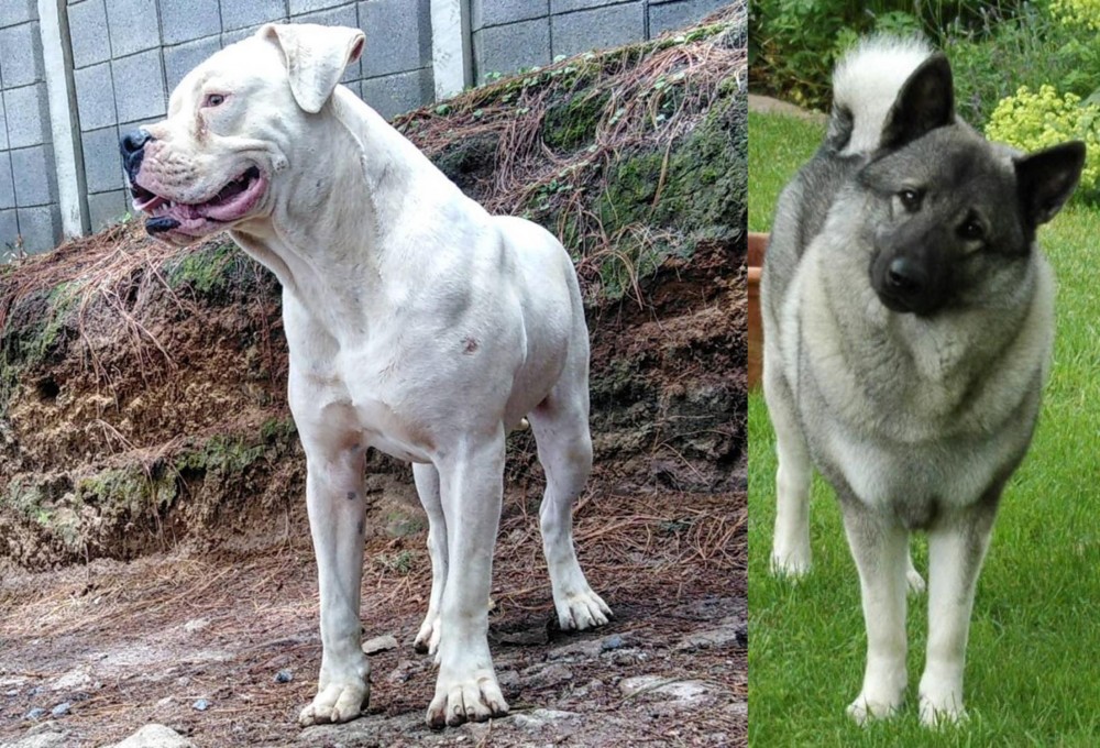Norwegian Elkhound vs Dogo Guatemalteco - Breed Comparison