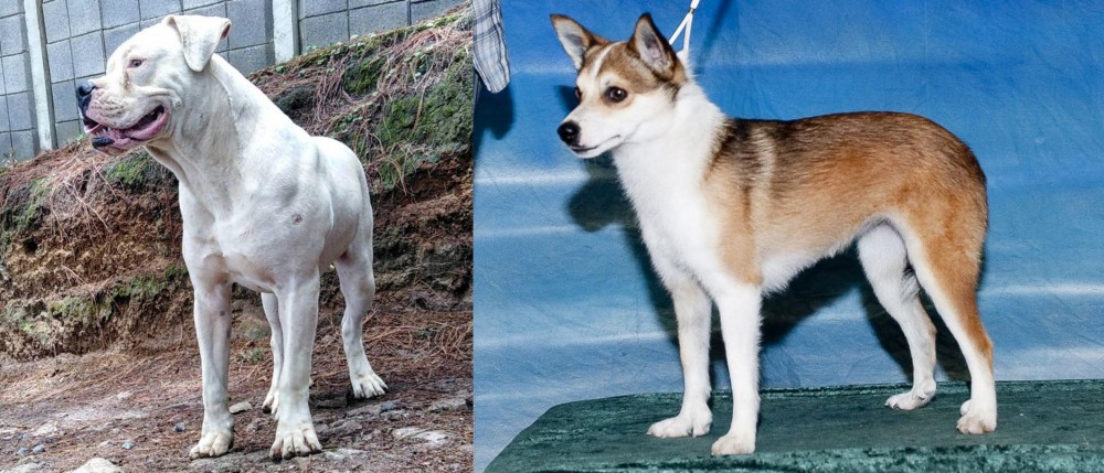 Norwegian Lundehund vs Dogo Guatemalteco - Breed Comparison
