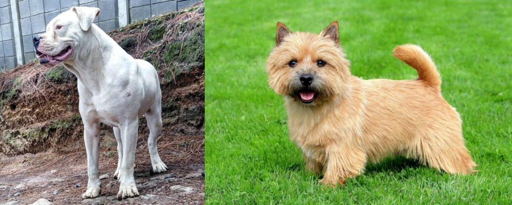 Norwich Terrier vs Dogo Guatemalteco - Breed Comparison