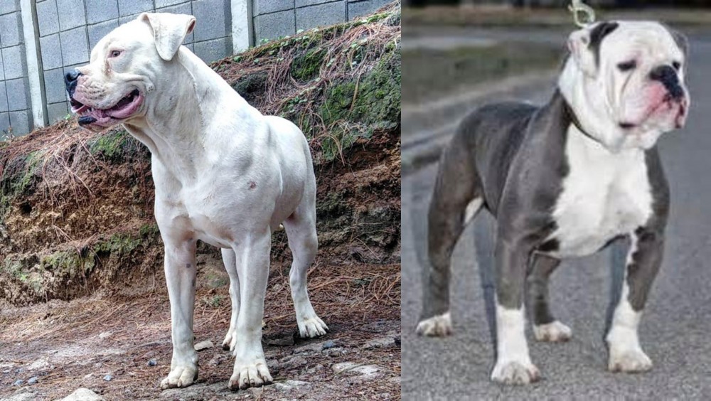 Old English Bulldog vs Dogo Guatemalteco - Breed Comparison