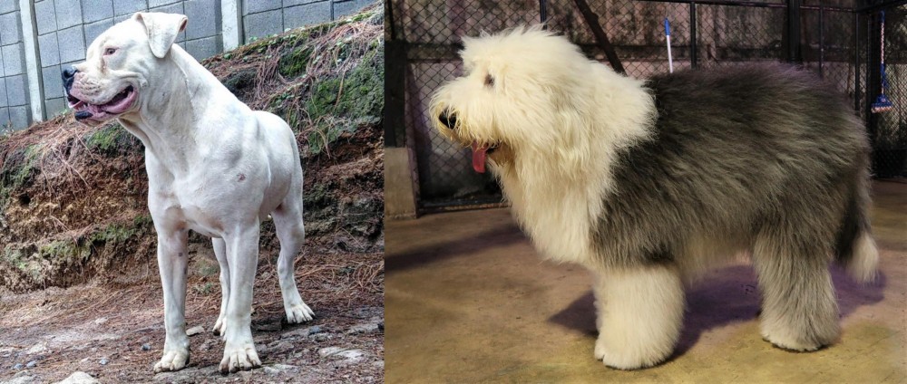 Old English Sheepdog vs Dogo Guatemalteco - Breed Comparison