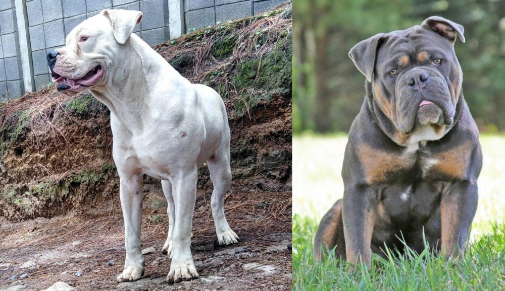 Olde English Bulldogge vs Dogo Guatemalteco - Breed Comparison