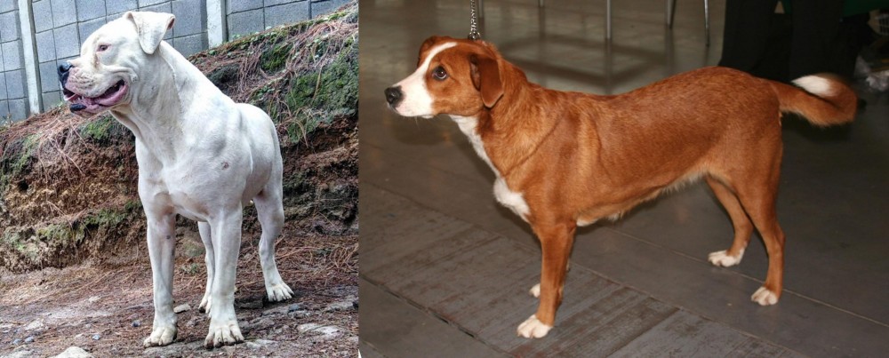 Osterreichischer Kurzhaariger Pinscher vs Dogo Guatemalteco - Breed Comparison