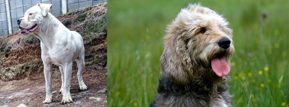 Otterhound vs Dogo Guatemalteco - Breed Comparison