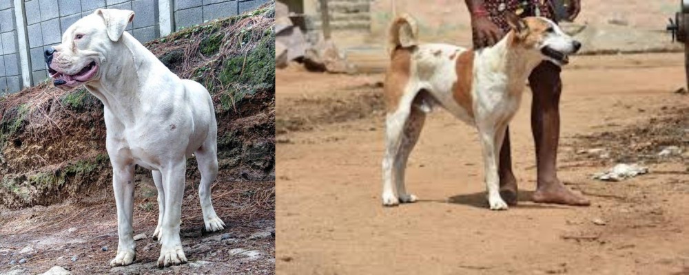 Pandikona vs Dogo Guatemalteco - Breed Comparison
