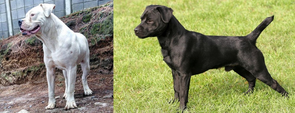 Patterdale Terrier vs Dogo Guatemalteco - Breed Comparison