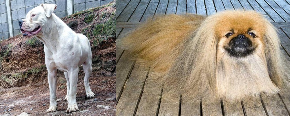 Pekingese vs Dogo Guatemalteco - Breed Comparison