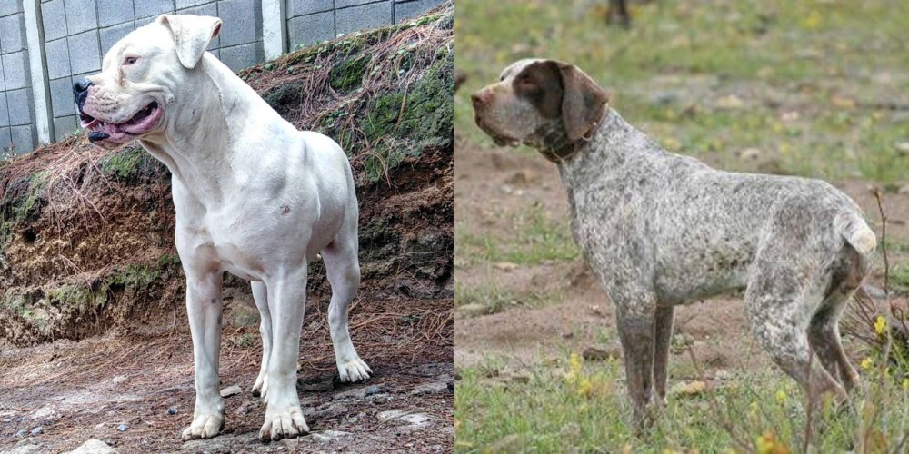 Perdiguero de Burgos vs Dogo Guatemalteco - Breed Comparison