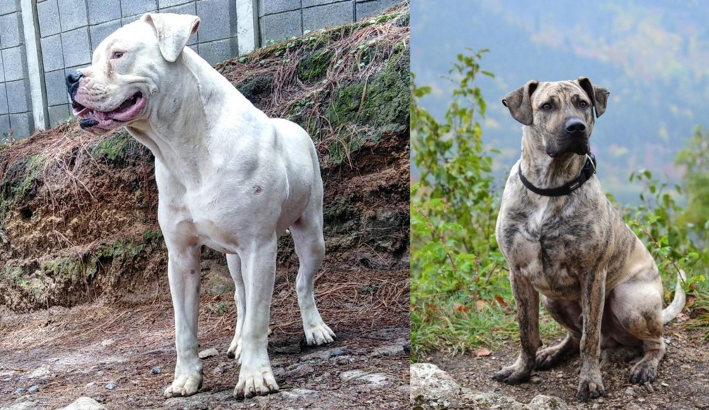 Perro Cimarron vs Dogo Guatemalteco - Breed Comparison