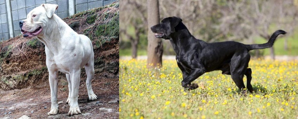 Perro de Pastor Mallorquin vs Dogo Guatemalteco - Breed Comparison