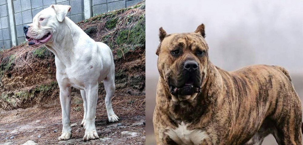 Perro de Presa Canario vs Dogo Guatemalteco - Breed Comparison