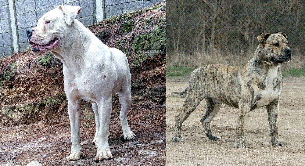 Perro de Presa Mallorquin vs Dogo Guatemalteco - Breed Comparison