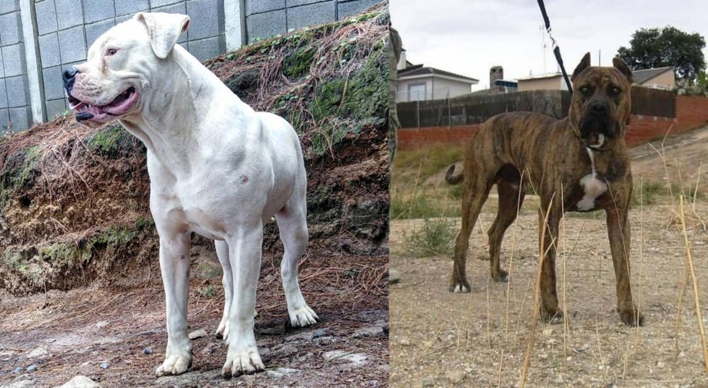 Perro de Toro vs Dogo Guatemalteco - Breed Comparison