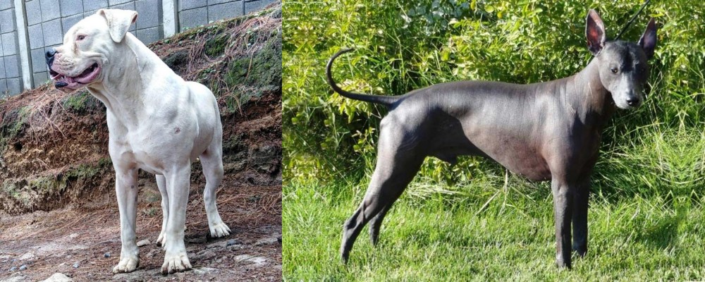 Peruvian Hairless vs Dogo Guatemalteco - Breed Comparison