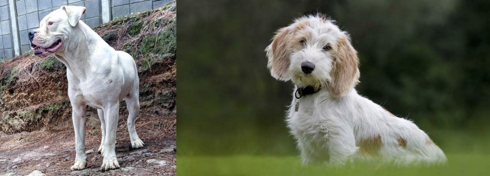Petit Basset Griffon Vendeen vs Dogo Guatemalteco - Breed Comparison