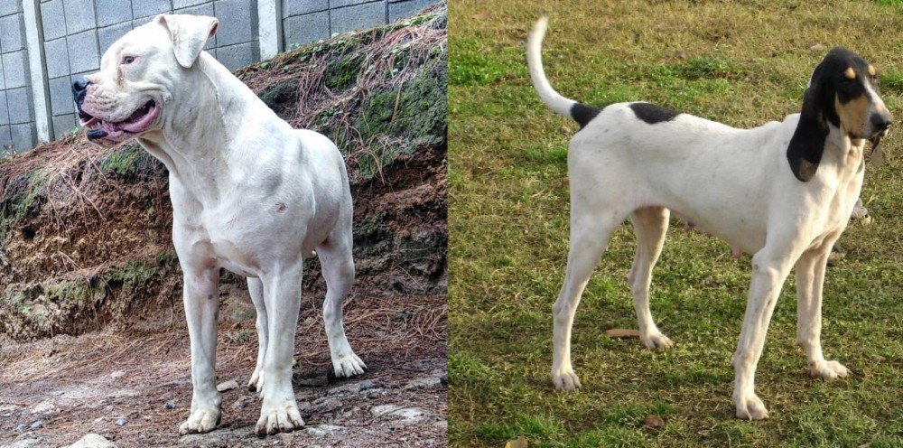Petit Gascon Saintongeois vs Dogo Guatemalteco - Breed Comparison