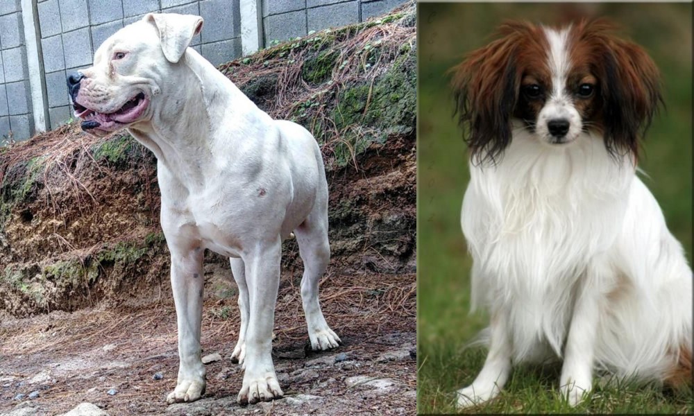 Phalene vs Dogo Guatemalteco - Breed Comparison