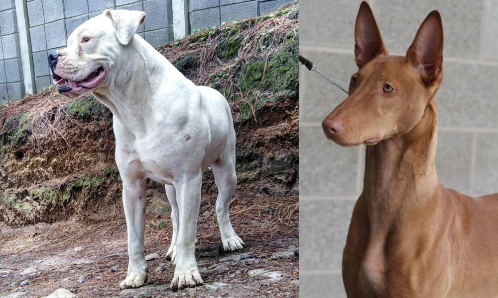 Pharaoh Hound vs Dogo Guatemalteco - Breed Comparison