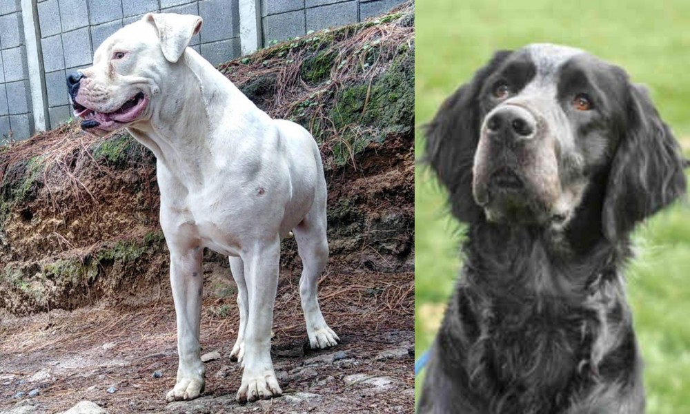 Picardy Spaniel vs Dogo Guatemalteco - Breed Comparison