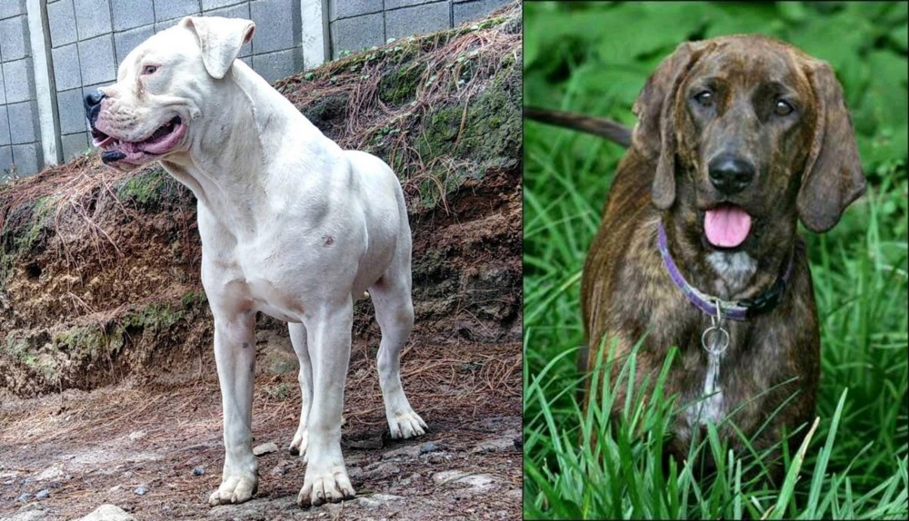 Plott Hound vs Dogo Guatemalteco - Breed Comparison