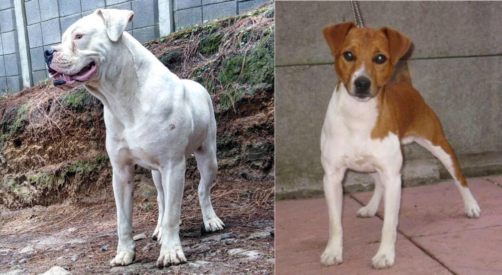 Plummer Terrier vs Dogo Guatemalteco - Breed Comparison