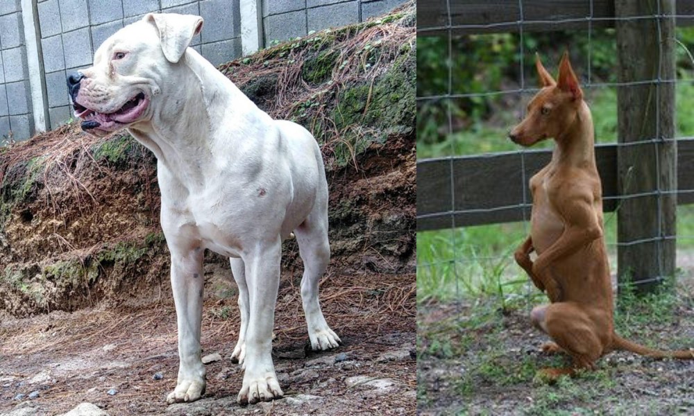 Podenco Andaluz vs Dogo Guatemalteco - Breed Comparison