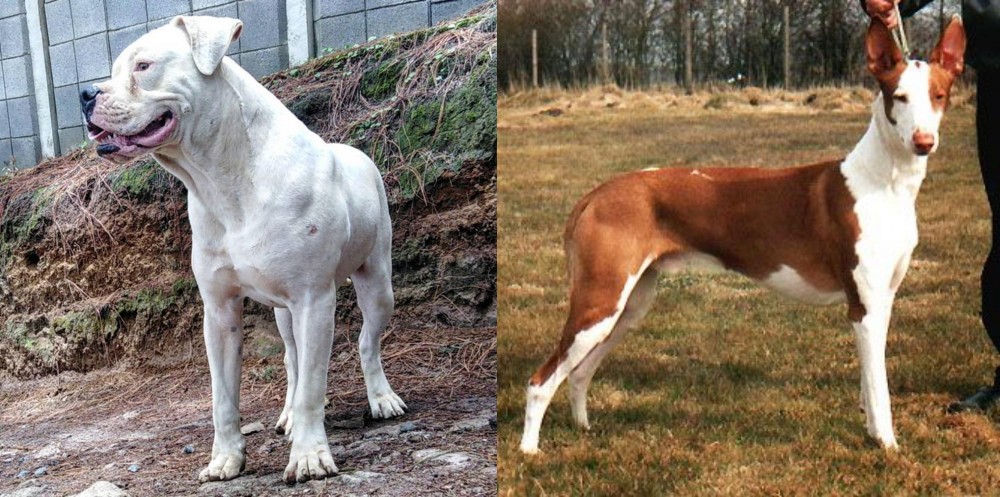 Podenco Canario vs Dogo Guatemalteco - Breed Comparison