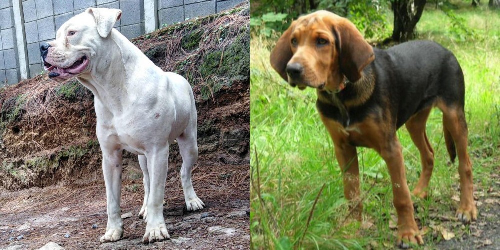 Polish Hound vs Dogo Guatemalteco - Breed Comparison