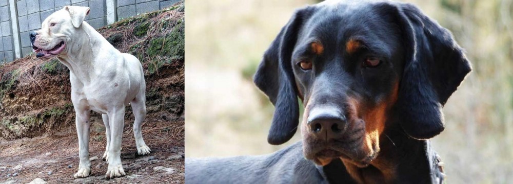 Polish Hunting Dog vs Dogo Guatemalteco - Breed Comparison