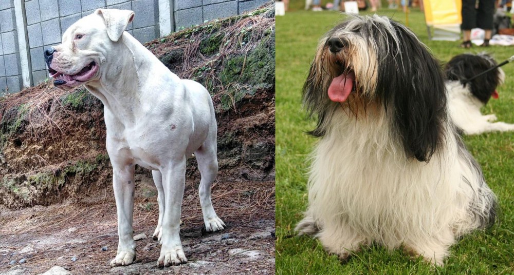 Polish Lowland Sheepdog vs Dogo Guatemalteco - Breed Comparison