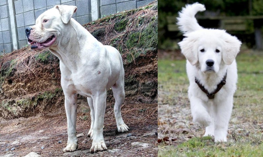 Polish Tatra Sheepdog vs Dogo Guatemalteco - Breed Comparison